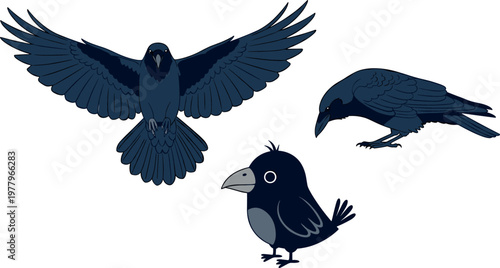 Crow bird illustration set with flying perched and cartoon styles black raven wildlife vector collection isolated background