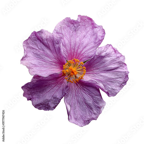 Close Up Single Pale Purple Anemone Flower With Delicate Petals And Bright Yellow Center Against Black Background, Isolated On Black Background, Png Transparent Background, Cut Out