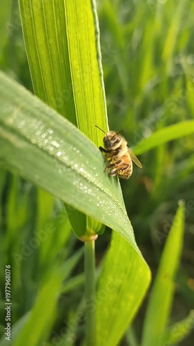 Bee Sitting On Green Leaf In Nature For Environmental Conservation Concepts