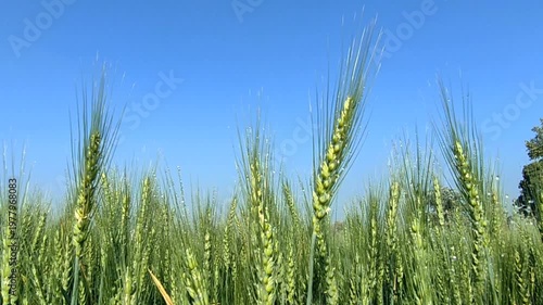 Green Wheat Field Swaying Gently In Breeze Under Clear Blue Sky For Agriculture Concepts