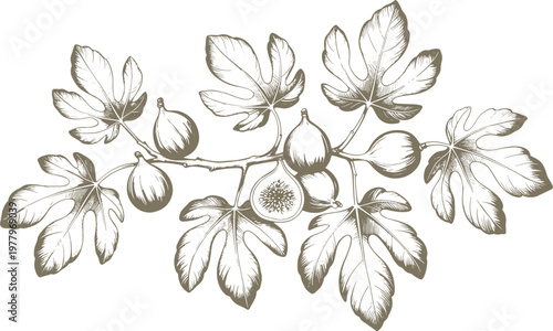 Vintage fig fruit illustration set with branch, whole and sliced figs, hand drawn botanical engraving style, detailed monochrome line art isolated on light background