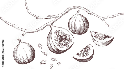 Vintage fig fruit illustration set with branch, whole and sliced figs, hand drawn botanical engraving style, detailed monochrome line art isolated on light background