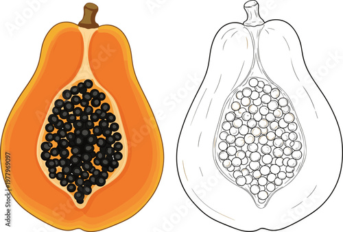 Papaya slice vector illustration featuring colorful ripe papaya cross section with seeds and detailed outline sketch variation isolated tropical fruit design