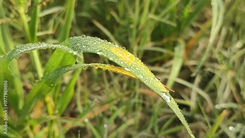 Dewy Green Grass Blade Bending In Morning Sunlight For Nature Backgrounds