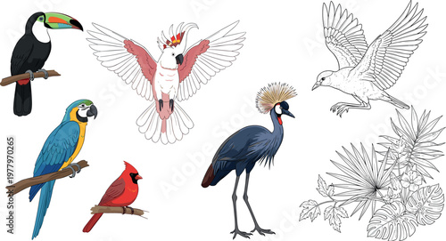 Tropical bird illustration set with parrot toucan cockatoo crane and cardinal, exotic wildlife collection in detailed vector style