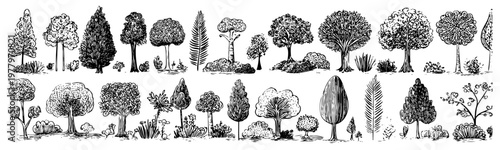 Ink illustration featuring multiple tree varieties and shrubs in different shapes and sizes for landscape design