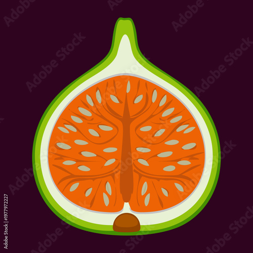 Fig fruit slice on dark background for dramatic organic food art and healthy vitamin rich snack ideas today - Vector Illustration