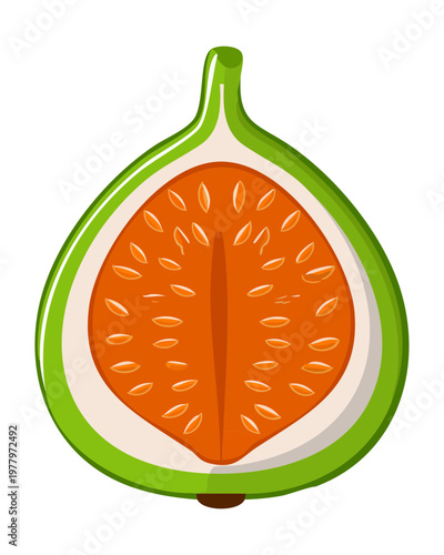 Ripe exotic fruit slice with orange interior and green rind for tropical juice bar menu graphics - Vector Illustration
