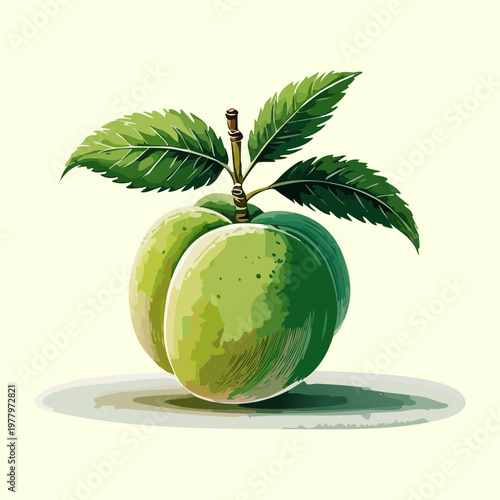 Whole green plum for seasonal fruit market and healthy eating blog post illustrations - Vector Illustration