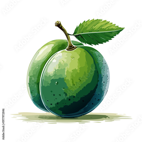 Detailed green plum with leaf for organic farming logo and orchard branding materials - Vector Illustration