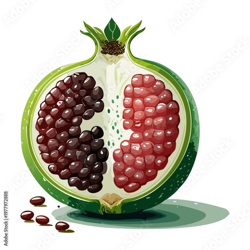 Half cut pomegranate fruit showing red seeds inside green outer skin for healthy lifestyle and antioxidant rich diet - Vector Illustration