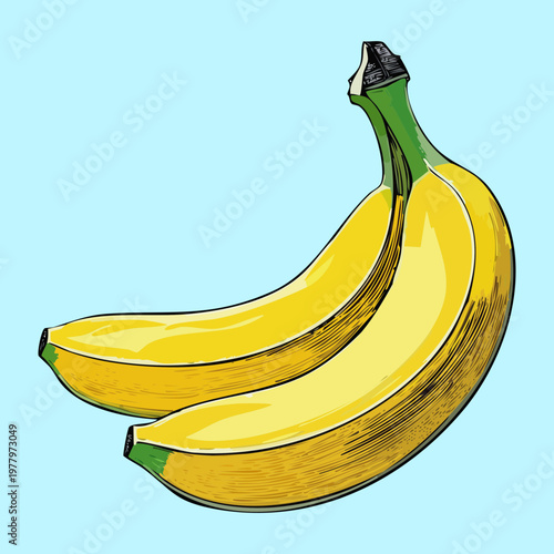 Curved yellow bananas with stem for tropical fruit branding and healthy lifestyle social media content and advertising - Vector Illustration