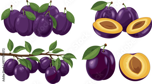 Plum fruit vector illustration set featuring clusters on branches whole and sliced plums with seeds and green leaves realistic style