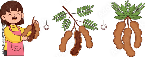 Tamarind fruit harvesting vector illustration featuring cartoon girl holding tamarind pods and botanical branches with leaves isolated on white