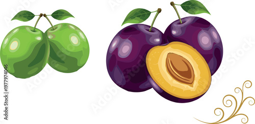 Plum fruit vector illustration featuring green and purple plums with leaves and sliced plum with seed decorative element isolated