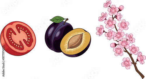 Tomato plum fruit and cherry blossom branch vector illustration featuring sliced tomato plum with seed and pink sakura flowers