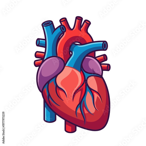 A colorful, cartoon-style illustration of a human heart with major arteries and veins, depicting its anatomical structure.