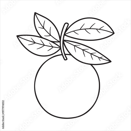 Simple orange fruit with leaves black and white line art vector, Orange fruit line art, citrus with leaves outline illustration isolated on white background