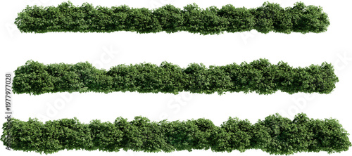 Shrubs and flower on a transparent background