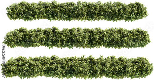 Shrubs and flower on a transparent background