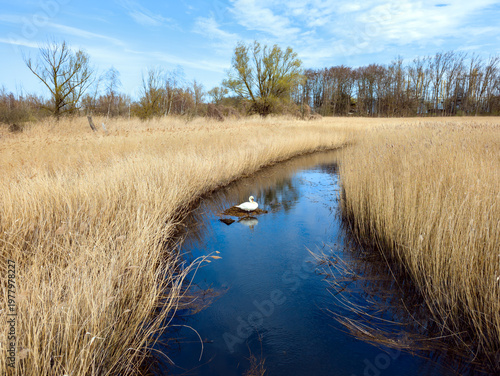 Swan Resting in Reed Landscape at IGA Park in Rostock (Germany)