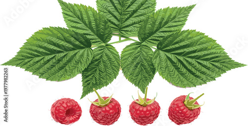 Raspberry fruit with green leaves, fresh red berries collection in realistic vector style for food, dessert, and agriculture design
