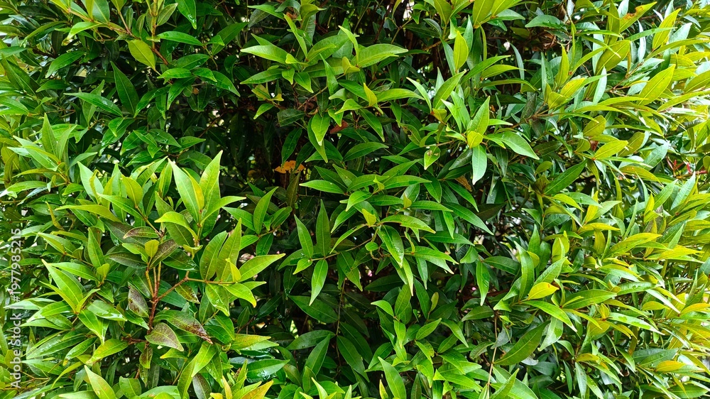Obraz premium Fresh green leaves of garden hedge