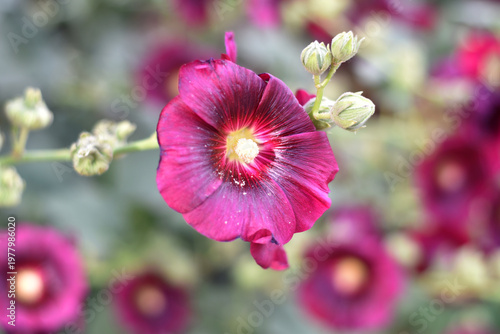 red hollyhock flowers blooming on a tall stem in a summer garden closeup blurred background, Dark maroon colored Alcea rosea, the common hollyhock flower, Beautiful hollyhock flower in the nature