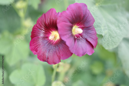 red hollyhock flowers blooming on a tall stem in a summer garden closeup blurred background, Dark maroon colored Alcea rosea, the common hollyhock flower, Beautiful hollyhock flower in the nature