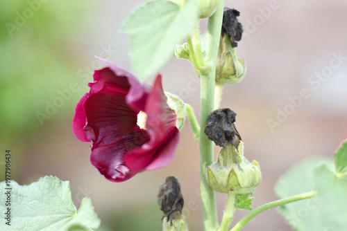 red hollyhock flowers blooming on a tall stem in a summer garden closeup blurred background, Dark maroon colored Alcea rosea, the common hollyhock flower, Beautiful hollyhock flower in the nature