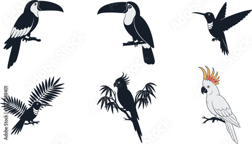 Collection of tropical birds including toucans hummingbird and cockatoo in silhouette.
