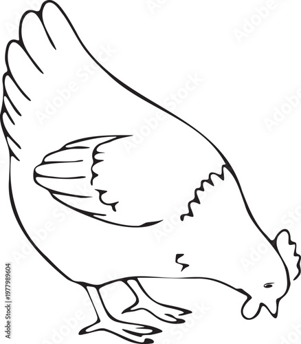 A simple line drawing of a chicken pecking the ground