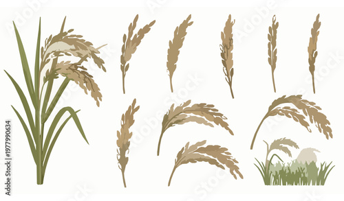 Rice plant botanical vector collection with stalks panicles and paddy field elements realistic set