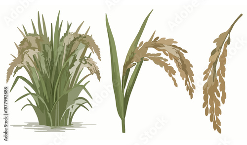 Realistic rice plant vector set with paddy field scene stalks and grain panicles botanical illustration