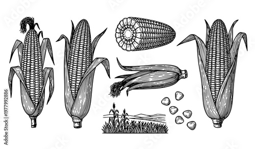 Vintage maize botanical illustration set with corn plant cob cross section and field scene vector