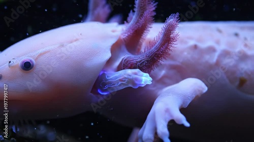 Axolotl with regenerating limb in an aquatic setting