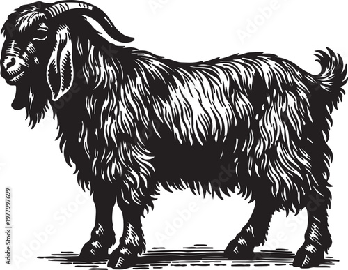 Vintage Goat Engraving Illustration, Long Hair Goat in Retro Woodcut Style