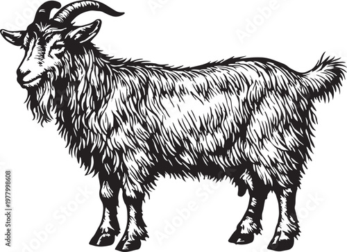 Vintage Goat Engraving Illustration, Hand Drawn Farm Goat in Retro Woodcut Style