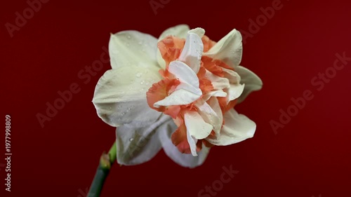 Double White And Orange Narcissus Flower On Brown Background
