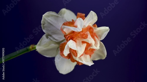 Double White And Orange Narcissus Flower On a purple Background