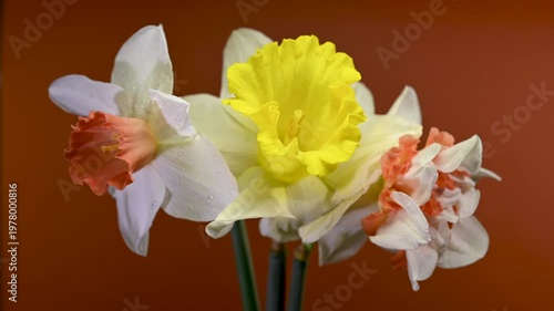 Vibrant Bouquet Of Different Narcissus Flowers On Red Background