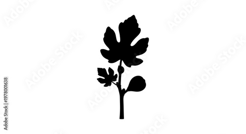 Black silhouette of a fig branch with leaves and fruit on white background