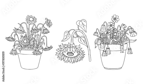 Wilted flowers in pots black and white line art vector illustration set