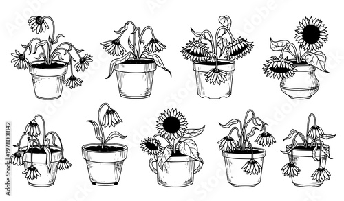 Hand drawn wilted flower pots black ink botanical line vector collection