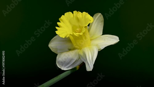 Yellow Daffodil Flower With Water Drops On Dark Green Background