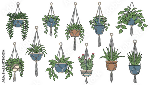 Beautiful collection of indoor plants in macrame hanging planters featuring various species like succulents, cacti, and ferns.