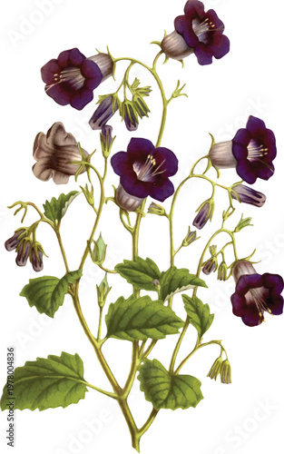 Vintage Botanical Illustration of Purple Flowers
