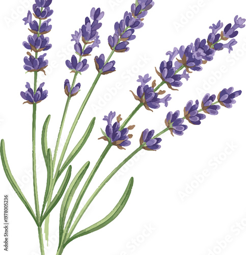 Lavender stems watercolor illustration with hand drawn white background purple flower green leaf plant part botanical illustration plant life lavender botanical watercolor