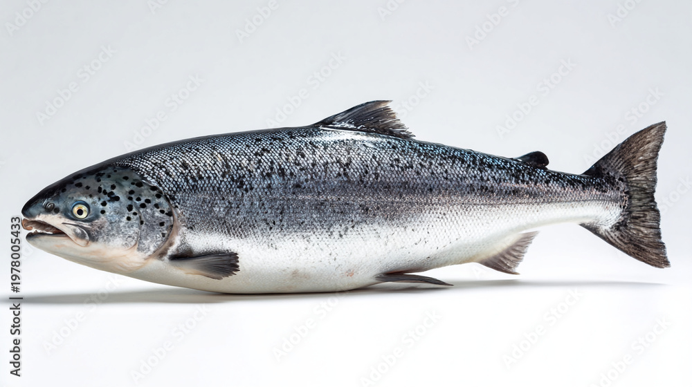 Obraz premium vibrant whole Atlantic salmon fish displayed on a white surface.