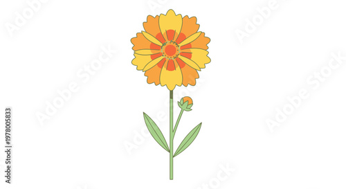 Illustration of a vibrant calendula flower with an orange center and yellow petals set against a clean white background isolated for design use